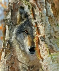 Budget ๐ SunsOut 500 Pieces Wolf Encounter ๐