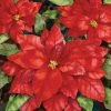Budget 🎁 Hart Puzzles 1000 Pieces Poinsettia ❤️ -ART Puzzles Store 704846706347 1